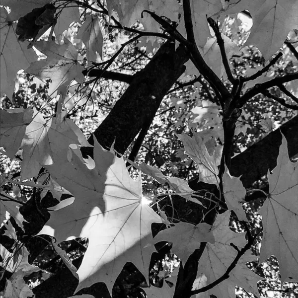 Schöner Lebender Baum Mit Vielen Blättern Auf Zweigen Die Aus — Stockfoto