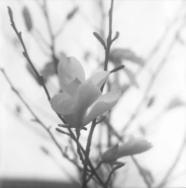 Bloeiende Bloem Magnolia Met Groene Bladeren Levende Natuurlijke Natuur Ongewone — Stockfoto
