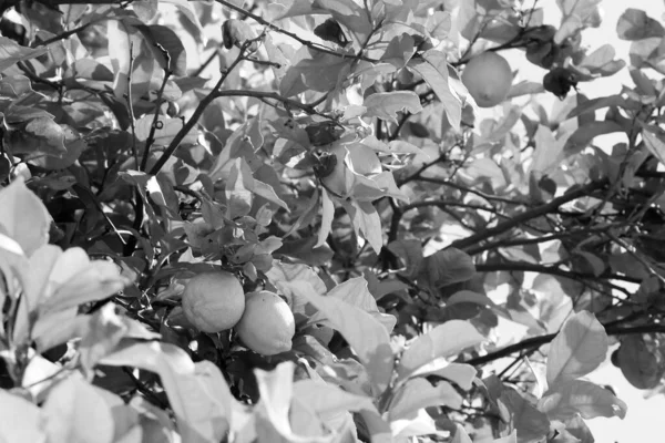 Τσαμπάκια Φρέσκων Κίτρινων Λεμονιών Κλαδιά Λεμονιών Στον Κήπο Των Εσπεριδοειδών — Φωτογραφία Αρχείου