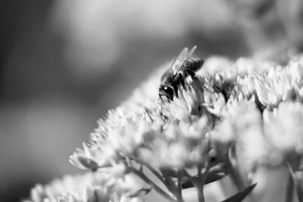 Άγρια Μέλισσα Στο Λουλούδι Νέκταρ Ανθίζει Στην Ύπαιθρο Πεδίο Εξοχή — Φωτογραφία Αρχείου