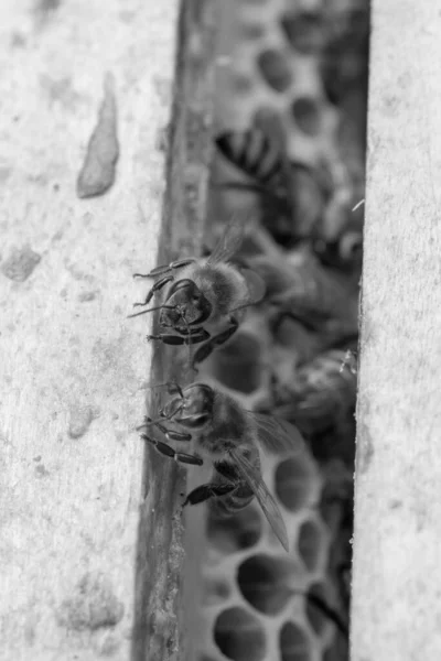 Abstraktní Šestiúhelníková Struktura Plástve Včelího Úlu Naplněné Zlatým Medem Letní — Stock fotografie