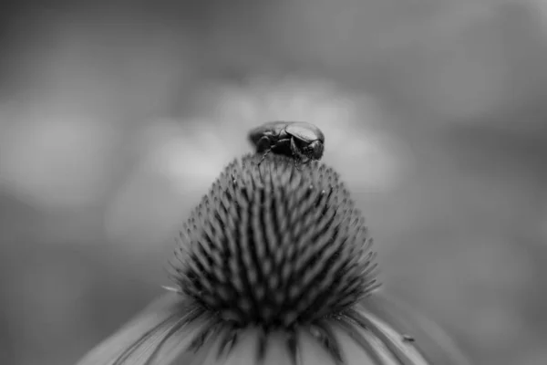 Blommande Blomma Echinacea Med Blad Levande Fysisk Natur Arom Bukett — Stockfoto