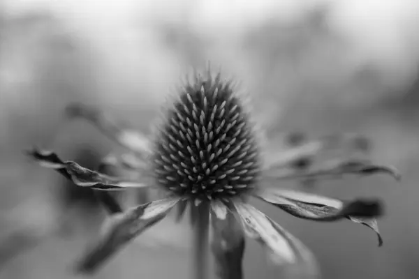 Цветущий Цветок Эхинацея Листьями Живой Природной Природой Ароматным Букетом Флоры — стоковое фото