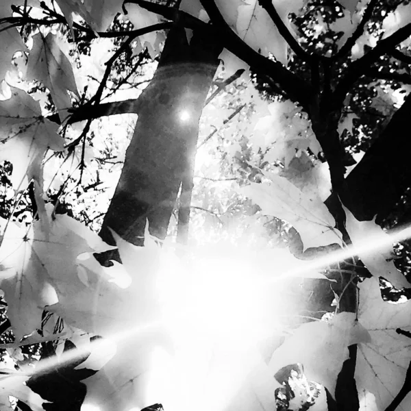 나뭇잎이 아름다운 살아있는 나무는 식물에서 나뭇잎 나무는 하늘에 잎으로 구성되어 — 스톡 사진