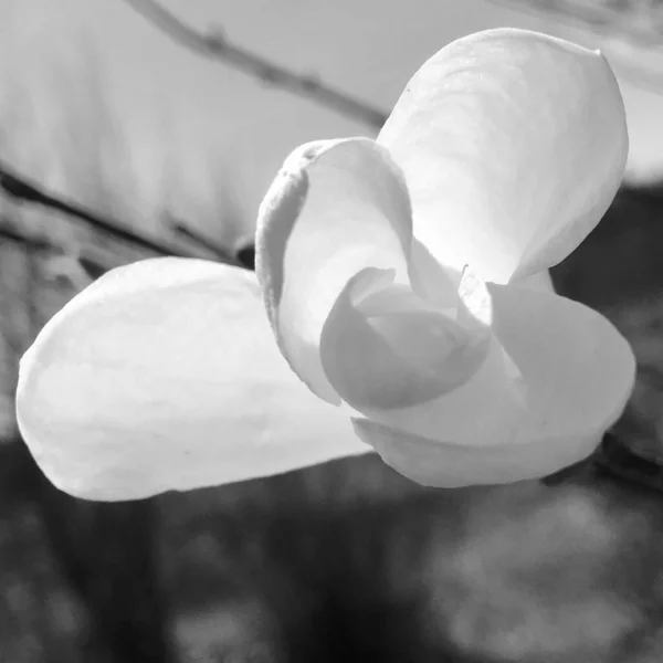 緑の葉 生きた自然 珍しい香りの花束フローラと花のマグノリアを開花 長い雌し白のマグノリアの花 丸みを帯びたスタメン 柔らかい草 マグノリアの花から植物の花の束 — ストック写真