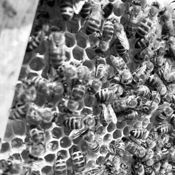 Крилата Бджола Повільно Летить Медоносця Збираючи Нектар Меду Приватній Пасіці — стокове фото