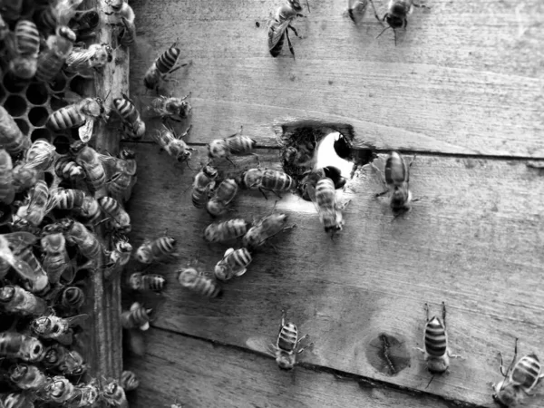 有翅膀的蜜蜂慢慢地飞到蜂巢收集花蜜在私人的花丛 蜂蜜照片组成蜂窝 蜜蜂腿上的花粉 蜂巢的营养是蜂蜜蜂蜜 — 图库照片