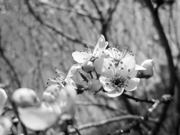 Güzel Pembe Çiçekler Elma Ağacında Çiçek Açtı Ilkbaharın Başlarında Meyve — Stok fotoğraf