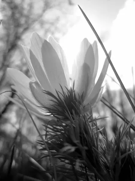 Дикий Цветок Adonis Vernalis Нектаром Цветущим Сельской Местности Природа Состоящая — стоковое фото