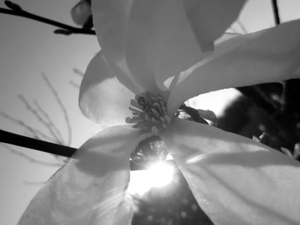 Kırsalda Çiçek Açan Nektarlı Vahşi Bir Çiçek Tarlada Açan Yabani — Stok fotoğraf