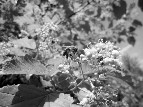 Winged Μέλισσα Πετάει Αργά Προς Φυτό Συλλέγουν Νέκταρ Για Μέλι — Φωτογραφία Αρχείου