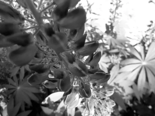 Wildschönheitsblume Mit Nektarblüte Der Feldlandschaft Naturlandschaft Bestehend Aus Wilden Hellen — Stockfoto