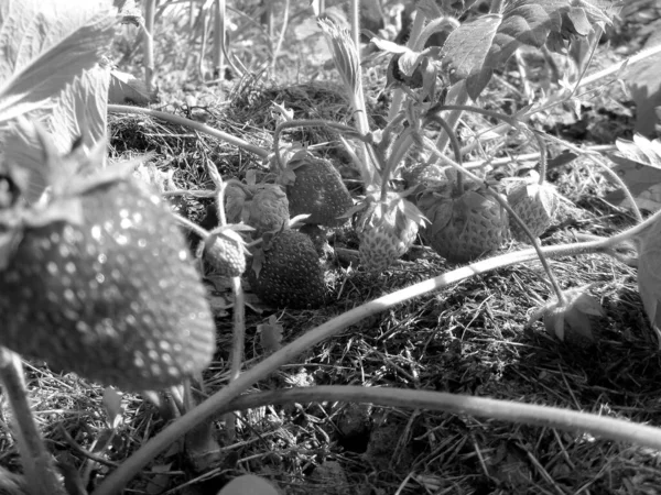 照片显示了成熟的浆果红色草莓 绿色的茎叶 草莓摄影包括水果 收获的作物等 背景孤立 吃美味的新鲜草莓 — 图库照片