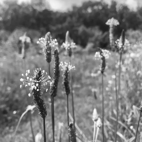 Kwitnący Zielony Pozostawia Kwiat Trawy Żywy Naturalny Charakter Niezwykły Zapach — Zdjęcie stockowe