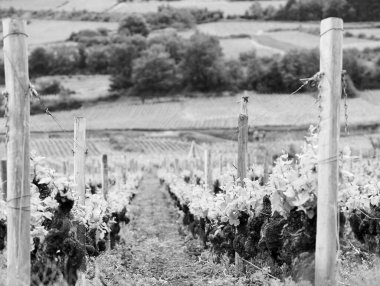 Sonbahar hasadında gün batımında olgunlaşmamış üzüm bağları. Bağda yeşil yaprakları ile olgunlaşmamış üzüm arazi üzerinde olgunlaşır. Mavi gökyüzü altında nefis şarap için bağ genç üzüm olgunlaşır