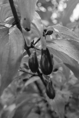 Olgun, yumuşak böğürtlen, kırmızı odun ağacının fotoğrafçılığı. Dogwood fotoğrafı yeşil yapraktan oluşuyor. Lezzetli, uzun kırmızı böğürtlenli. Sağlıklı olmak için taze kırmızı oval odun yiyin.