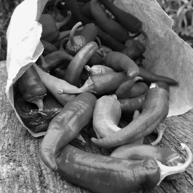 Tema üzerine uzun kırmızı acı biber, akut sebze. Fotoğraf, kırsal kesimin arka planında kıvrımlı kırmızı acı biberden oluşur. Mutfakta pişirme menüsü için baharat. Kırmızı acı biber.