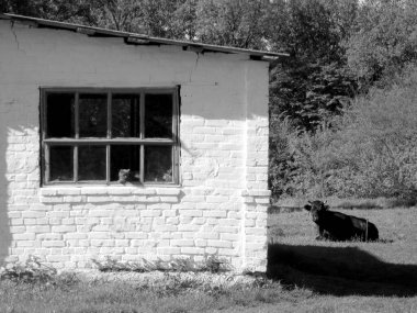 Çizgili komik kedi yavrusu, gülümseyen güzel kedi. Kedi yavrusu yüzleri üzgün büyük yeşil gözlerle yukarı bakıyor. Merak uyandıran kedi yavrusu evde yerde oturuyor.