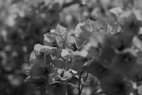 살아있는 특이한 꽃다발 식물과 아름다운 피우는 Stamen 부드러운 잔디로 구성된 — 스톡 사진