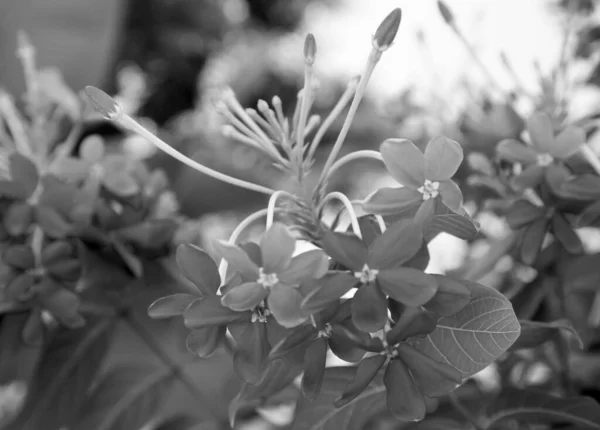 Blühende Blume Mit Blättern Lebendige Natürliche Natur Aromatische Bouquet Flora — Stockfoto