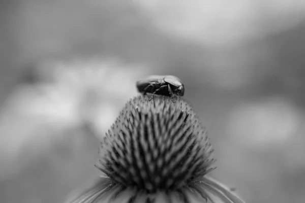 Цветущий Цветок Эхинацея Листьями Живой Природной Природой Ароматным Букетом Флоры — стоковое фото