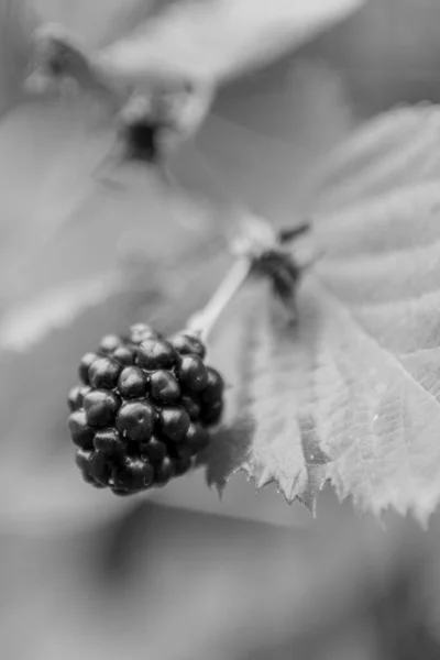 全熟浆果黑色 红色黑莓在自然特写的照片 黑莓图片由绿叶 美味的黑浆果组成 吃新鲜的天然黑莓黑莓对健康有益 — 图库照片