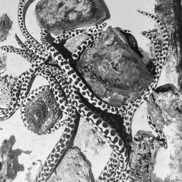 Gyönyörű Igazi Hal Úszik Kőkorallok Között Tiszta Üveg Átlátszó Akváriumban — Stock Fotó