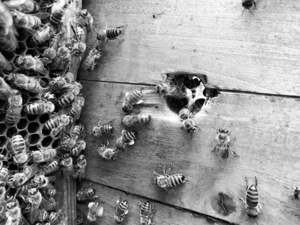 Winged Bee Vliegt Langzaam Naar Honingraat Verzamelen Nectar Voor Honing — Stockfoto