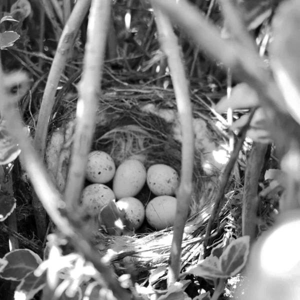 Яйца Овальной Скорлупы Ждут Свою Мать Гнезде Гнездо Белыми Яйцами — стоковое фото