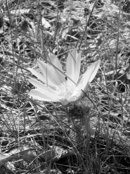 Дика Квітка Адоніс Верифікація Нектаром Цвіте Польовій Сільській Місцевості Природа — стокове фото