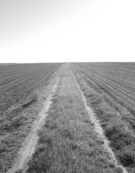 Gepflügtes Feld Für Kartoffeln Braunem Boden Auf Offener Landschaft Natur — Stockfoto