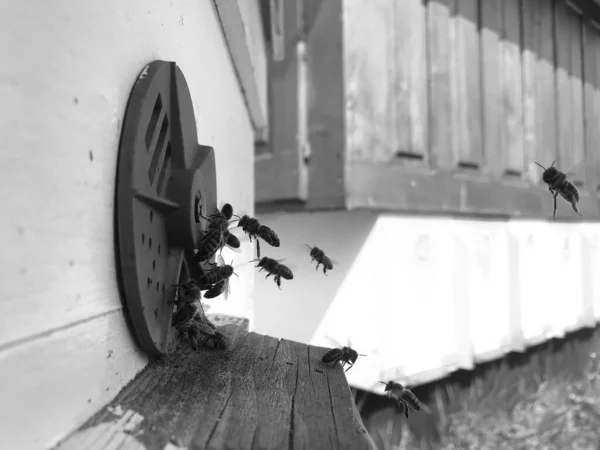 Langsam Fliegt Die Geflügelte Biene Zum Bienenkorb Und Sammelt Nektar — Stockfoto
