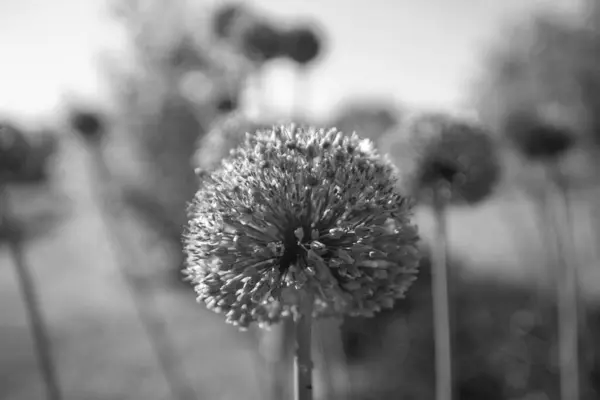 Wilde Einheimische Schönheitsblüte Allium Echinops Distel Mit Nektarblüte Feld Natur — Stockfoto