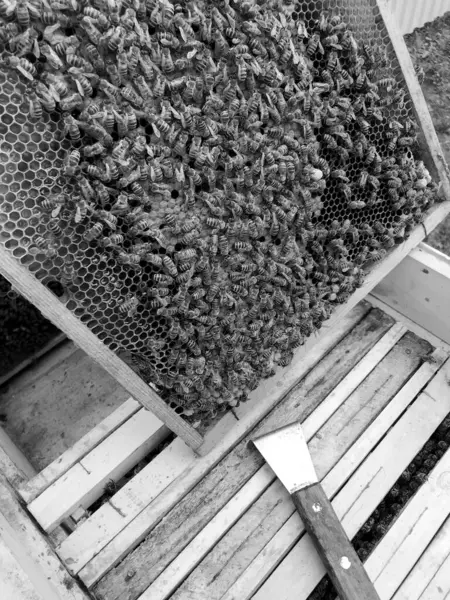 Langsam Fliegt Die Geflügelte Biene Zur Bienenwabe Und Sammelt Nektar — Stockfoto