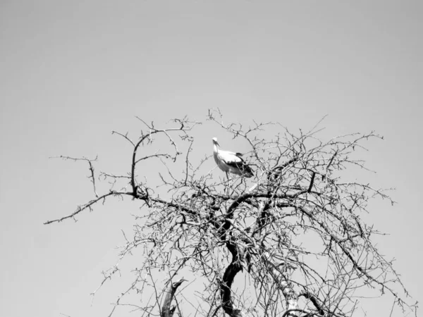 翼を持つ美しい鳥のコウノトリは古い木の枝に座っています 風景は 翼を持つシルエット鳥のコウノトリ 澄んだ空 葉のない空の木で構成されています 翼を持つコウノトリが木の上に立っている — ストック写真