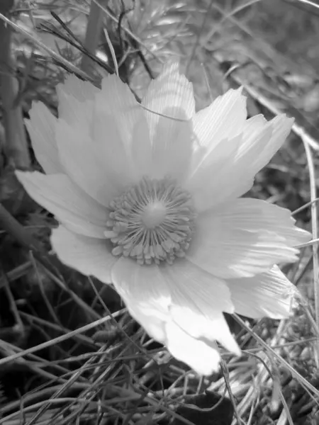 Wilde Bloem Adonis Vernalis Met Nectar Bloeien Het Veld Platteland — Stockfoto