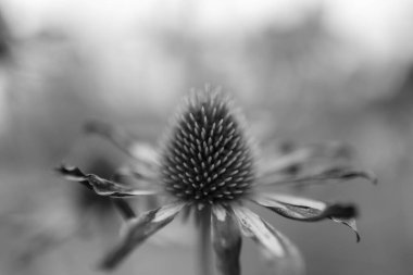 Çiçek açan çiçek Ekinezya yaprakları, doğa doğal yaşam, aroma buket flora ile. Ekinezya çiçek uzun pistil, yuvarlak ercik, yeşil çim oluşan. Ekinezya çiçek üzerinden botanik çiçek Grup