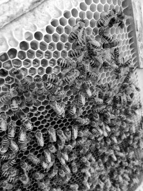 Kanatlı arı yavaş yavaş petek sinekler çiçeklerden özel apiary üzerinde bal için nektar toplamak. Bal fotoğrafı petek, arı bacaklarında polen. Petekten beslenme balar balı.