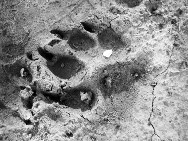 Büyük ayak izi için fotoğraf. Gri yeryüzü arka planına yakın plan. Fotoğraf, açık hava manzaralı doğal ayak izi olan bir hayvan köpeğinden oluşuyor. Kuru zeminde çamurlu, kara ayak izi olan bir köpek..