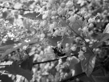 Kanatlı arı yavaşça bitkiye uçar, çiçekten özel arı kovanına bal koymak için nektar toplar. Doğanın kadrosunda güzel çiçekler, arıların bacaklarındaki sarı polenler var. Tatlı nektar bal arısı.