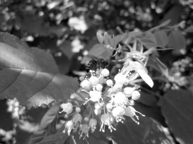 Kanatlı arı yavaşça bitkiye uçar, çiçekten özel arı kovanına bal koymak için nektar toplar. Doğanın kadrosunda güzel çiçekler, arıların bacaklarındaki sarı polenler var. Tatlı nektar bal arısı.