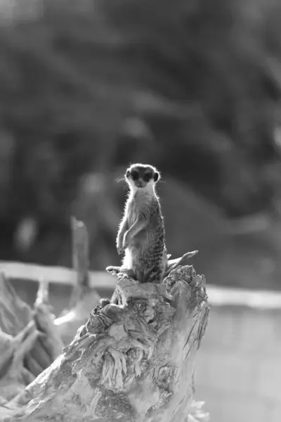 One Little Hairy Meerkat Sit Long Dry Tree Class Suricate — Stock Photo, Image