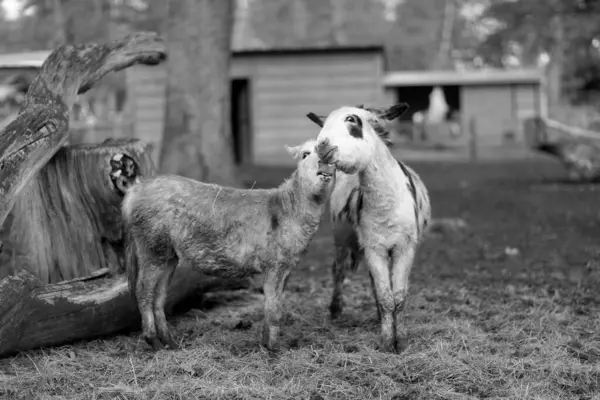 Haustiere Esel Stehen Gelangweilt Auf Schmutzigem Gras Zoo Mit Kurzen — Stockfoto