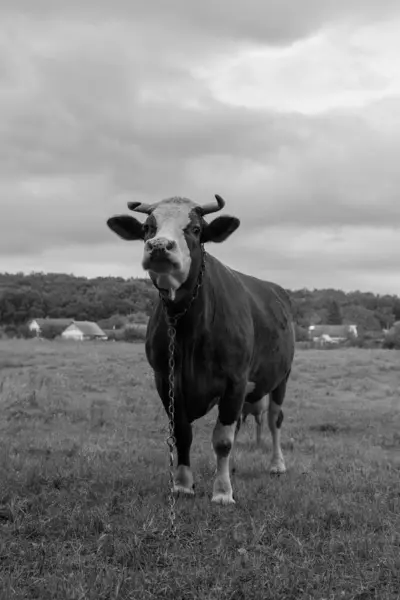Photographie Sur Thème Belle Grande Vache Lait Paître Sur Prairie — Photo