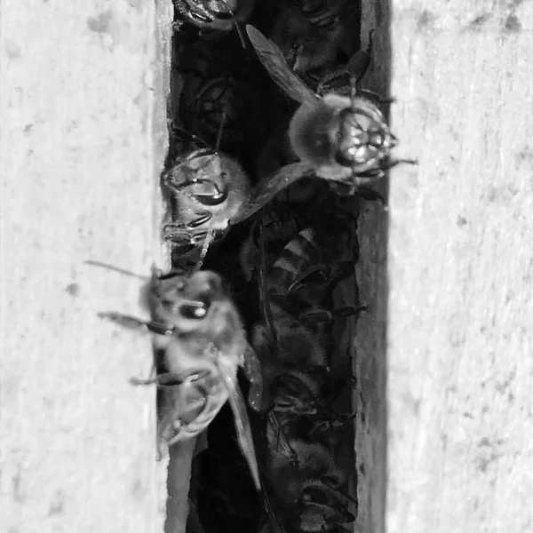 背景六角形テクスチャ ミツバチの巣箱からワックス ハニカムは 黄金の蜂蜜でいっぱい マクロの概要蜜蝋 蜂蜂の巣から黄色の甘い蜜で構成されるハニカム 蜂蜂の巣の蜂蜜蜂の巣 — ストック写真