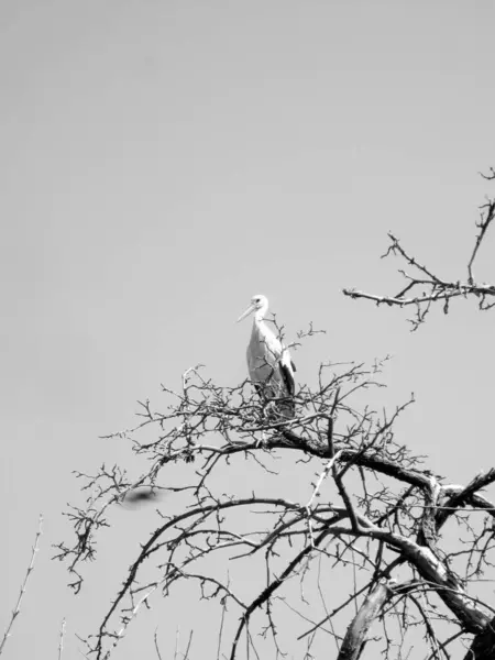 Beautiful Bird Stork Wings Sits Branch Old Tree Landscape Consists — Stock Photo, Image