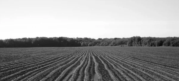Açık Kırsal Alanda Patates Için Pullu Tarla Tarlada Patates Büyüyen — Stok fotoğraf