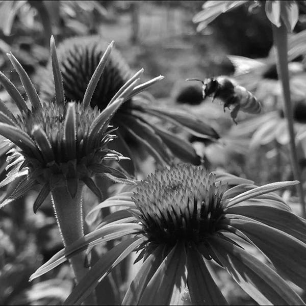 有翅膀的蜜蜂慢慢地飞到植物 收集花蜜在私人的花 蜂蜜照片组成美丽的花 沉重的花粉在蜜蜂的腿 甜花蜜是蜂蜜蜂蜜 — 图库照片