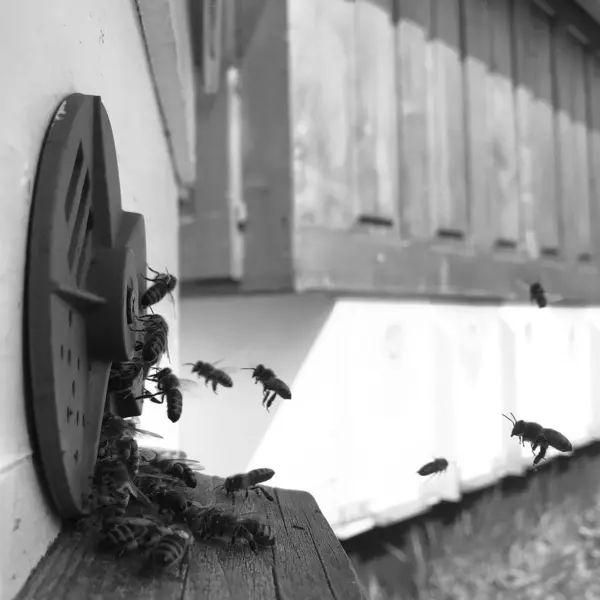Φτερωτή Μέλισσα Πετάει Αργά Στην Κυψέλη Για Συλλέξει Νέκταρ Για — Φωτογραφία Αρχείου