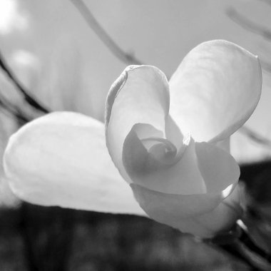 Yeşil yaprakları ile çiçek manolya çiçek manolya, yaşayan doğal doğa, sıradışı aroma buket flora. Uzun pistil manolya çiçeği, yuvarlak stamen, yumuşak ot. Manolya çiçeklerinden botanik çiçek demeti